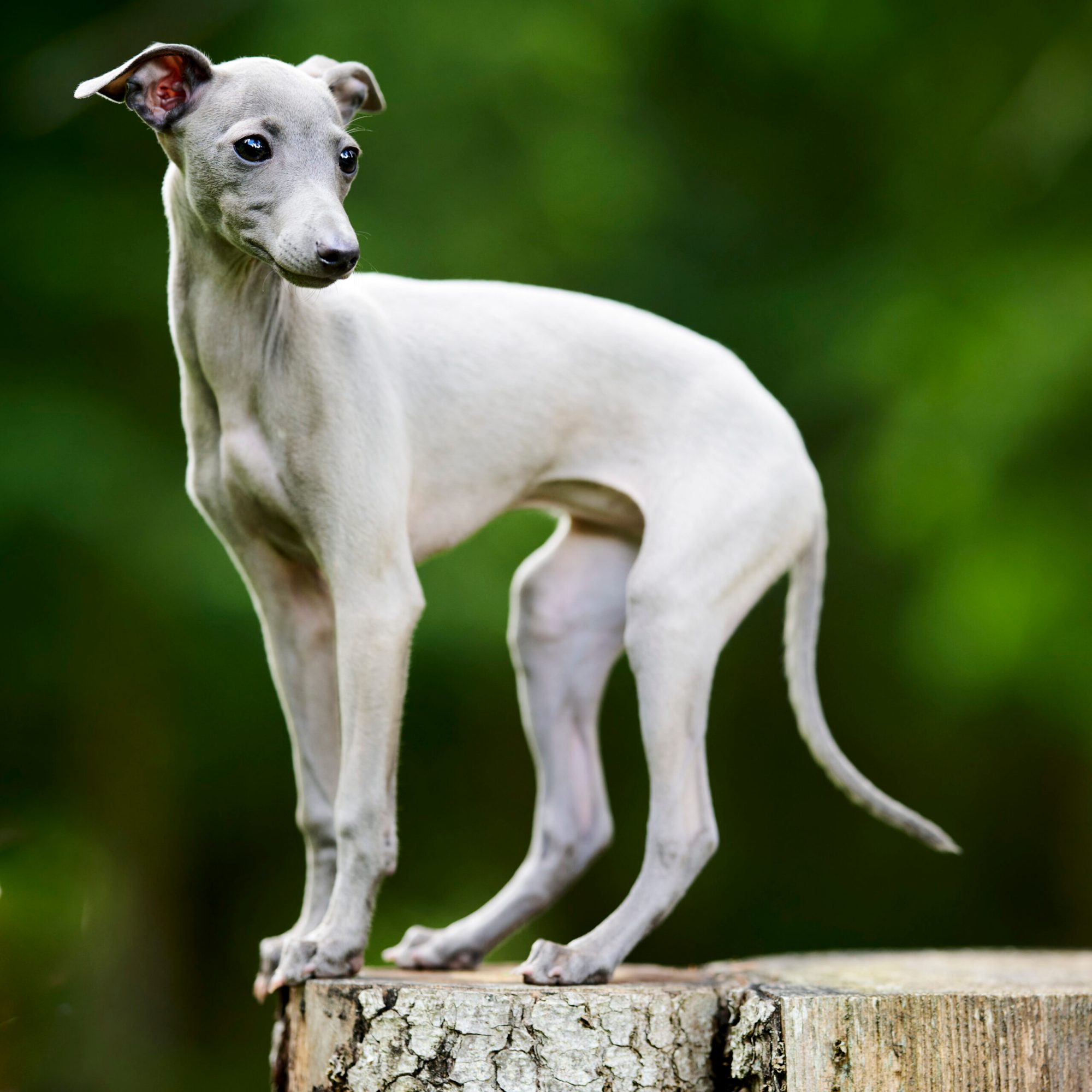 Xenia Glitzerflitzer