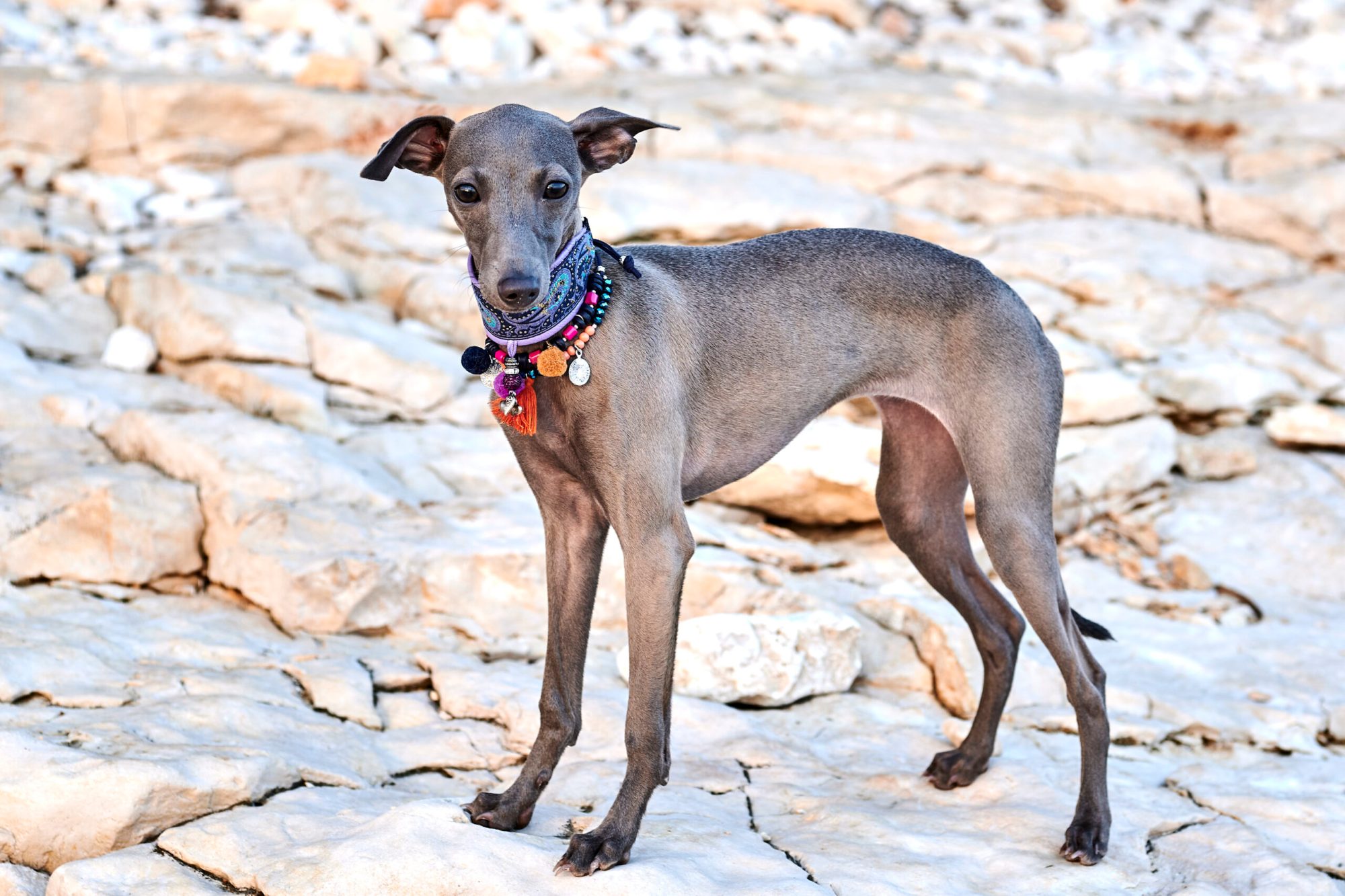 Xenia Glitzerflitzer in Kroatien