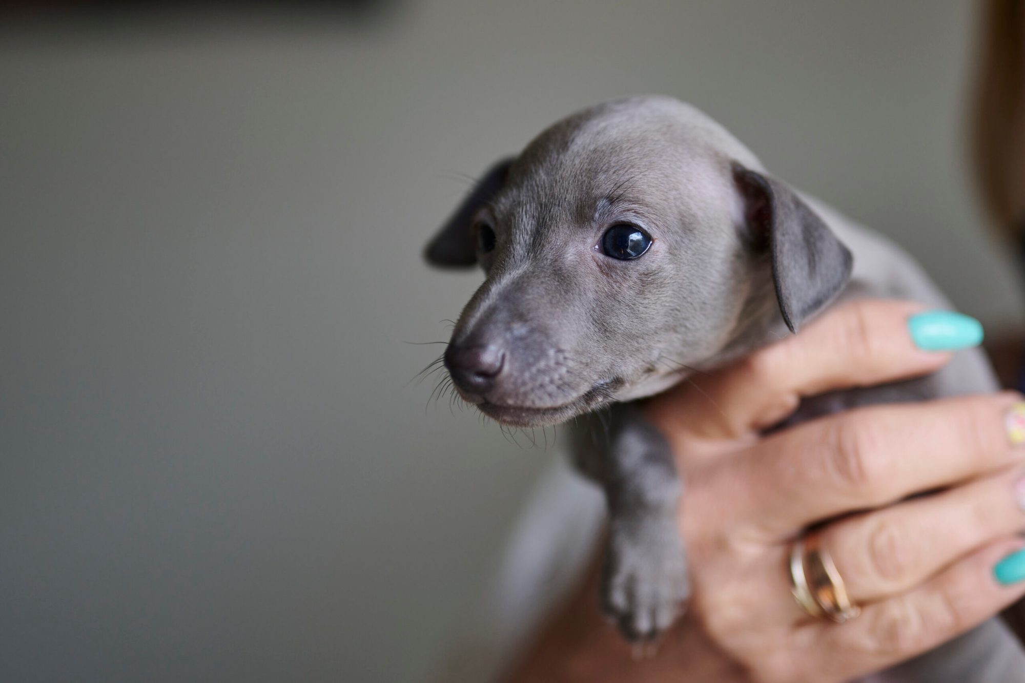 Xenia Glitzerflitzer ale Welpe