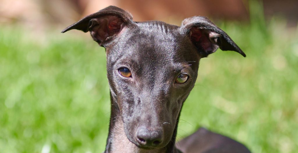 Genifleur Glitzerflitzer