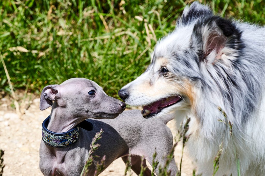 Sheltie- und Windspiel&nbsp;ABC