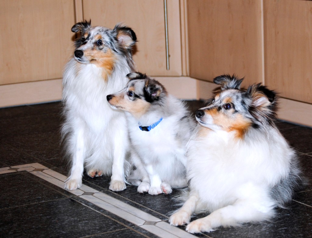 Sheltie Würfe A-F