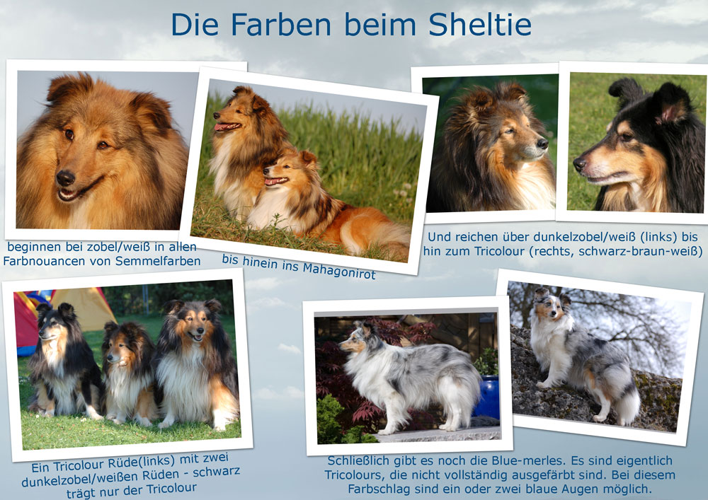 Fell und Farben beim&nbsp;Sheltie