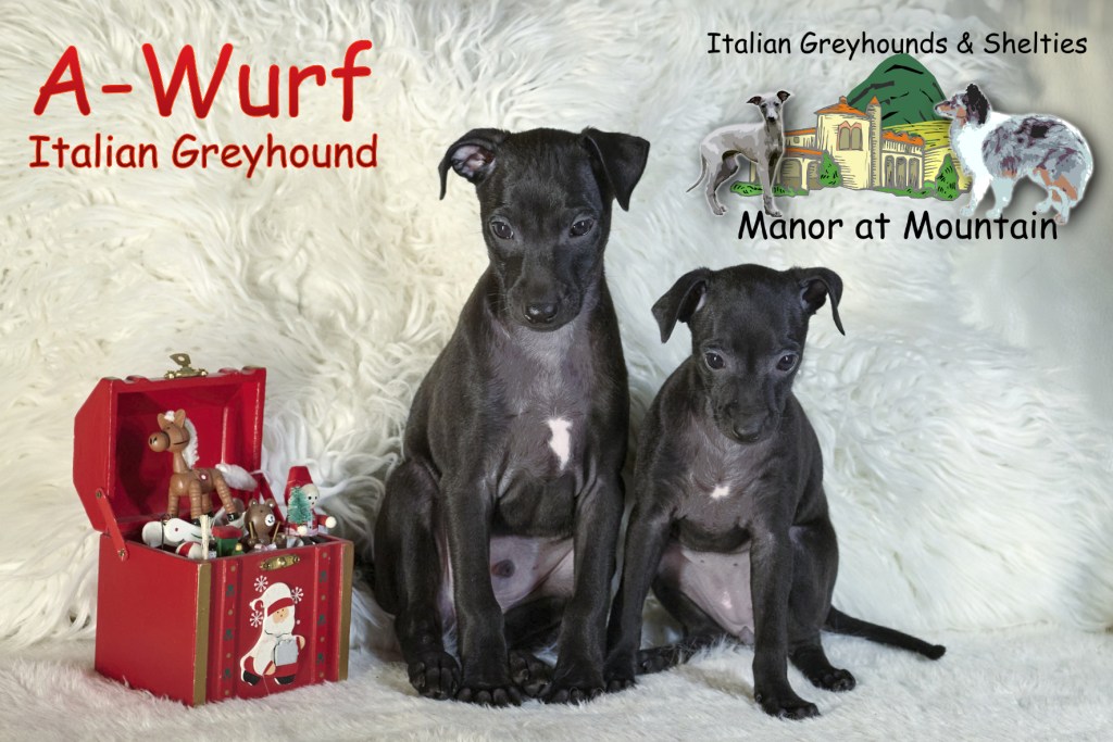 Windspiele: A-Wurf (U-Wurf)