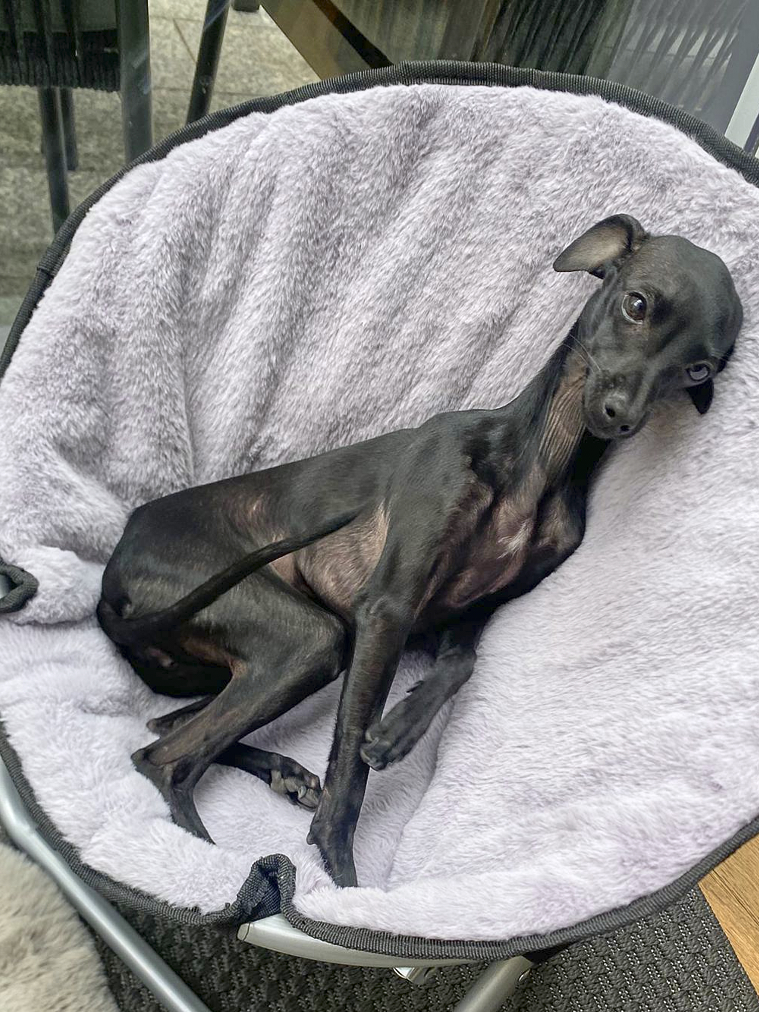 Nelli aus dem Windspiel A-Wurf