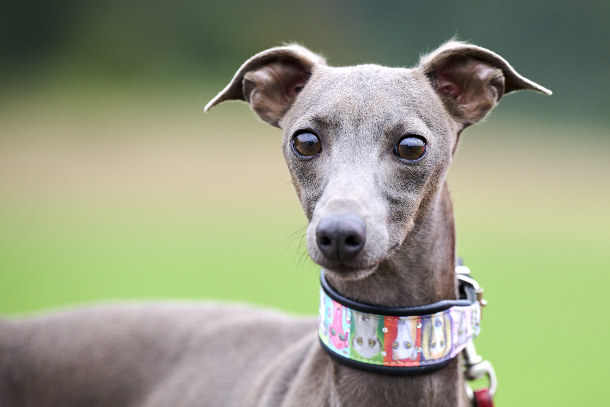 Nevio Glitzerflitzer