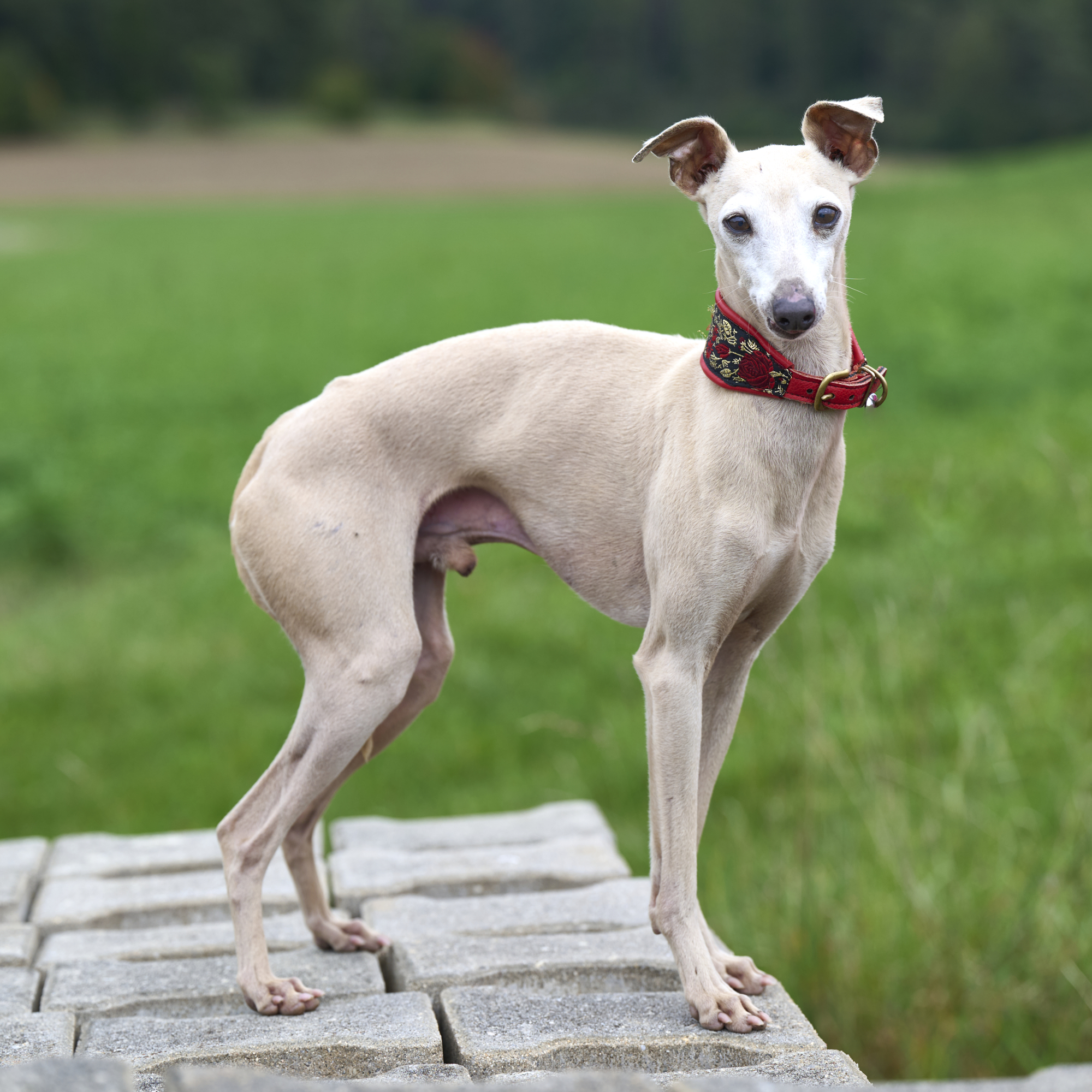 Eduardo Glitzerflitzer