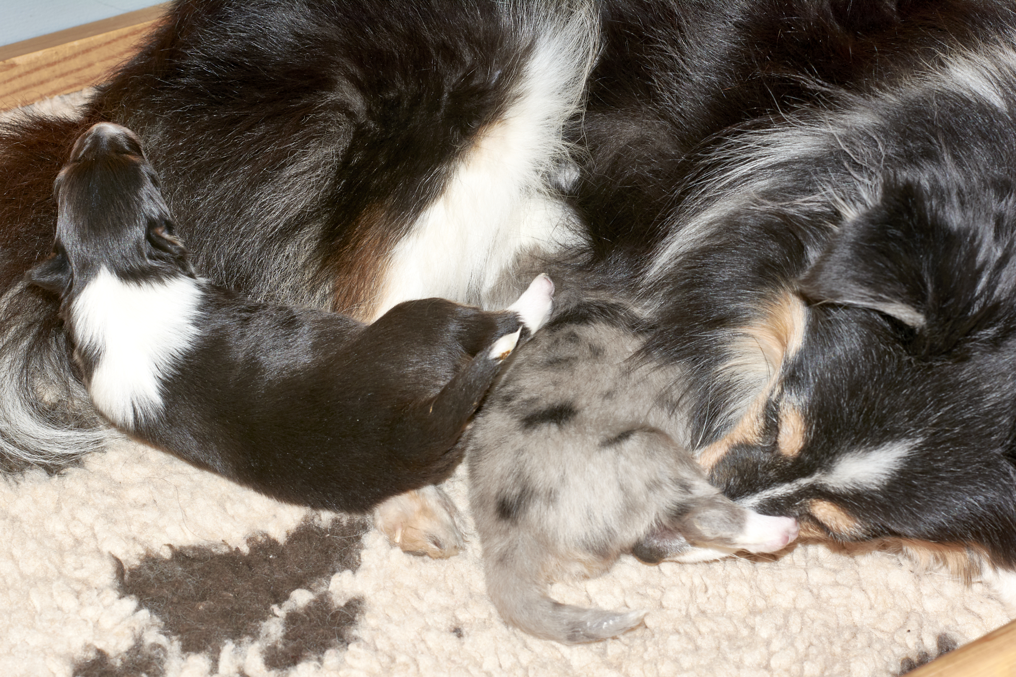 Sheltie Würfe Q-T – in Arbeit