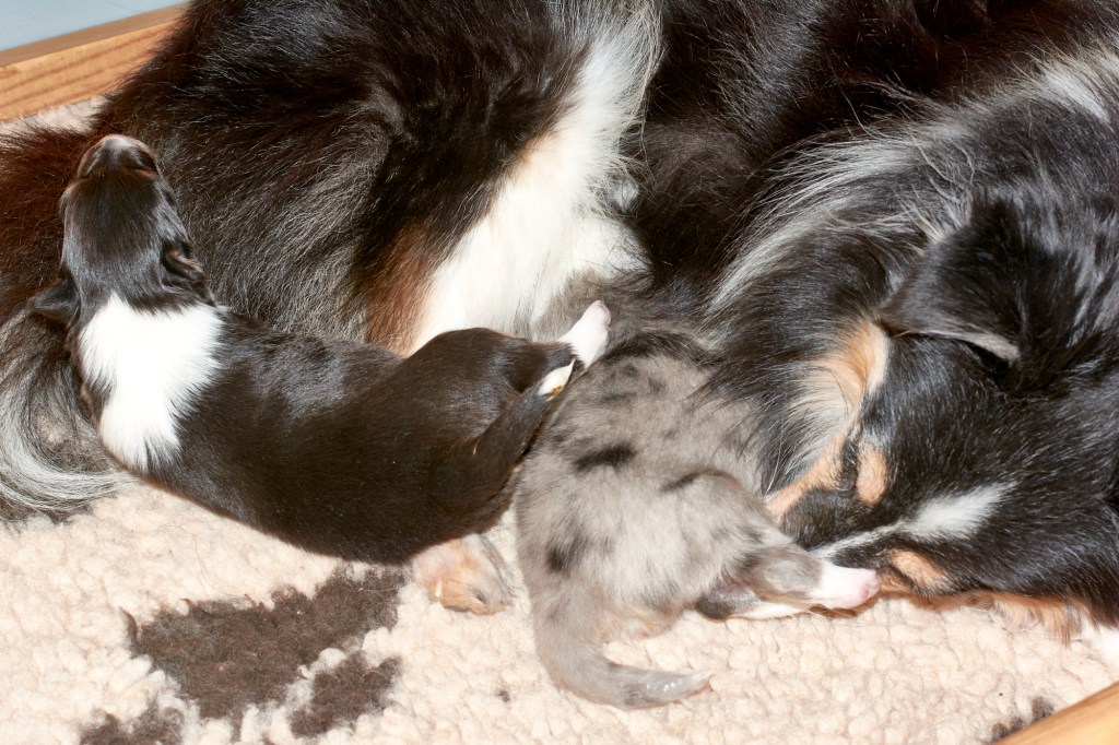 Sheltie Würfe Q-T – in&nbsp;Arbeit