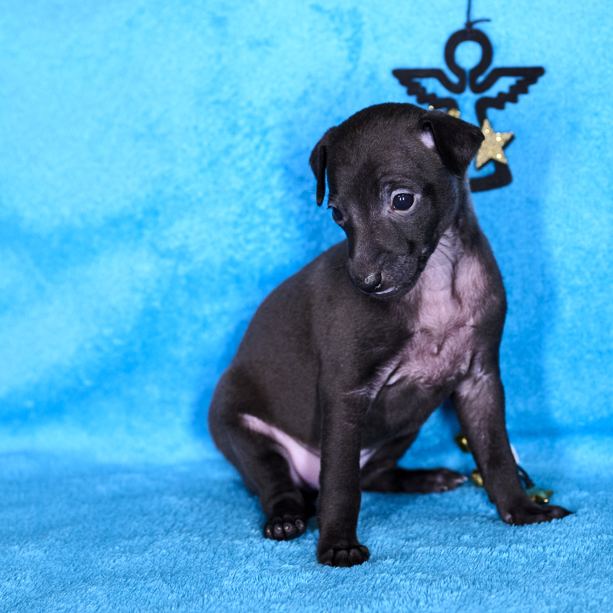 C-Wurf Cinderella 4 Wochen alt